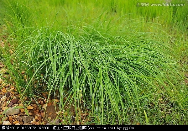 三陽苔草