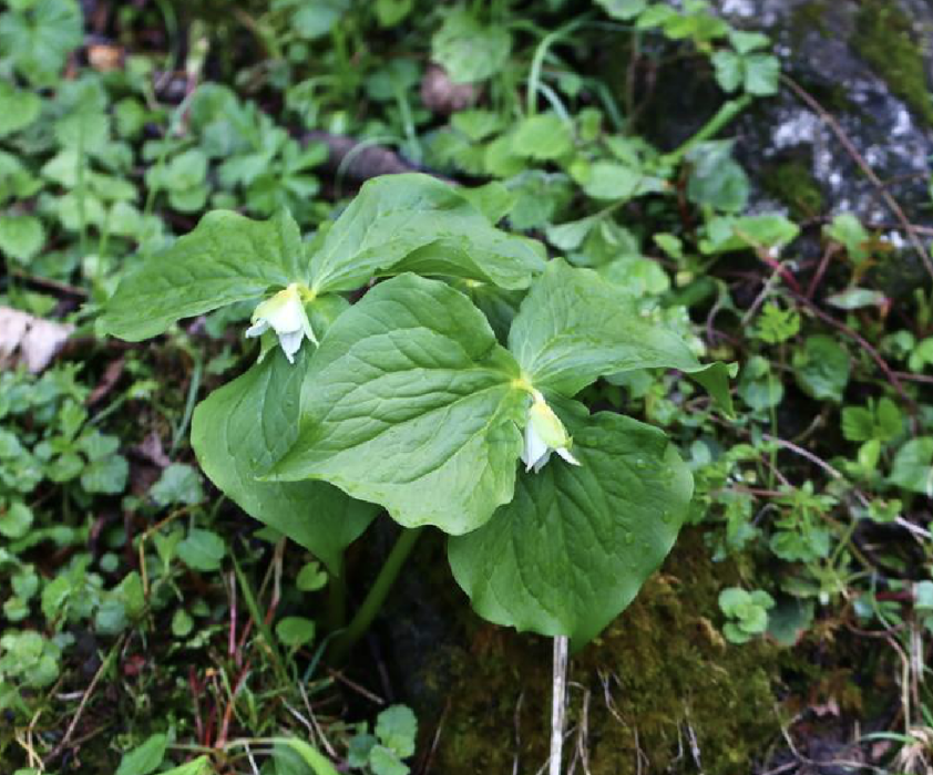 延齡草(地珠)