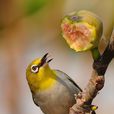 繡眼鳥(繡眼鳥科97種鳥類的統稱)