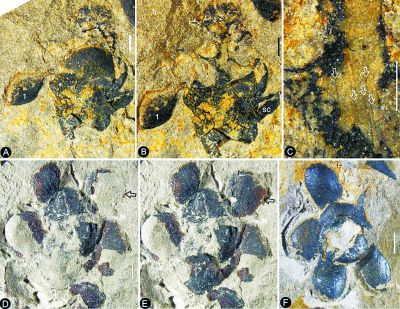 “南京花”化石