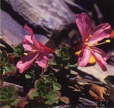 南湖柳葉菜