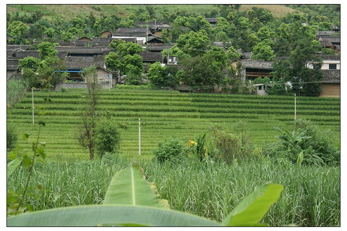 杞木林村(雲南德宏州梁河縣河西鄉下轄村)