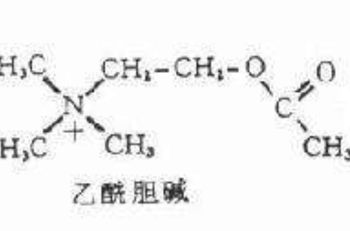 ACH(乙醯膽鹼)