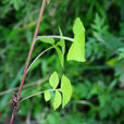 四川毛鱗菊