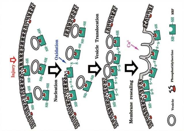 MRF細胞膜修復套組作用機製圖