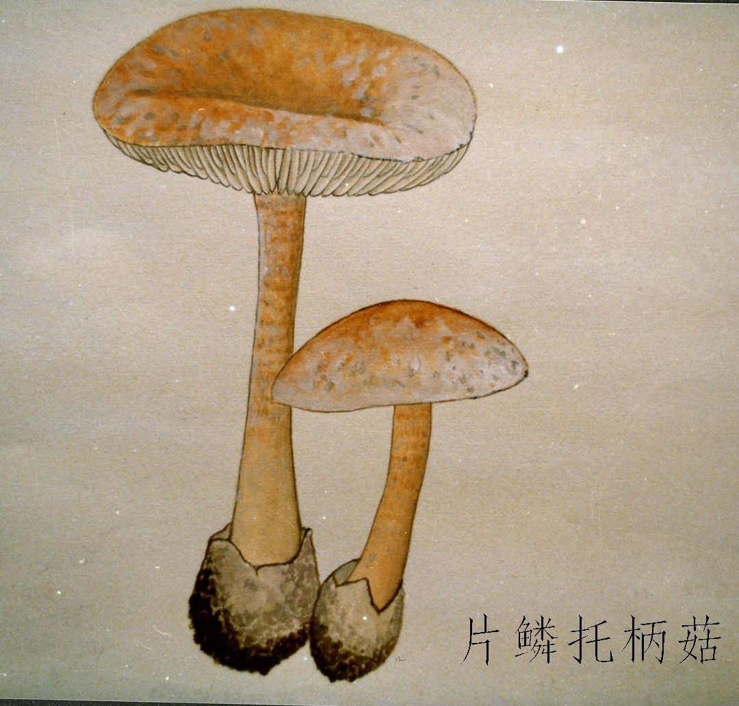 片鱗托柄菇