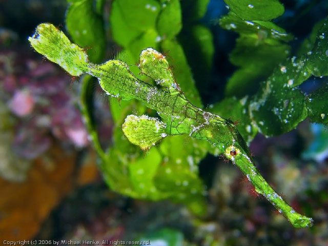 綠藻剃刀魚