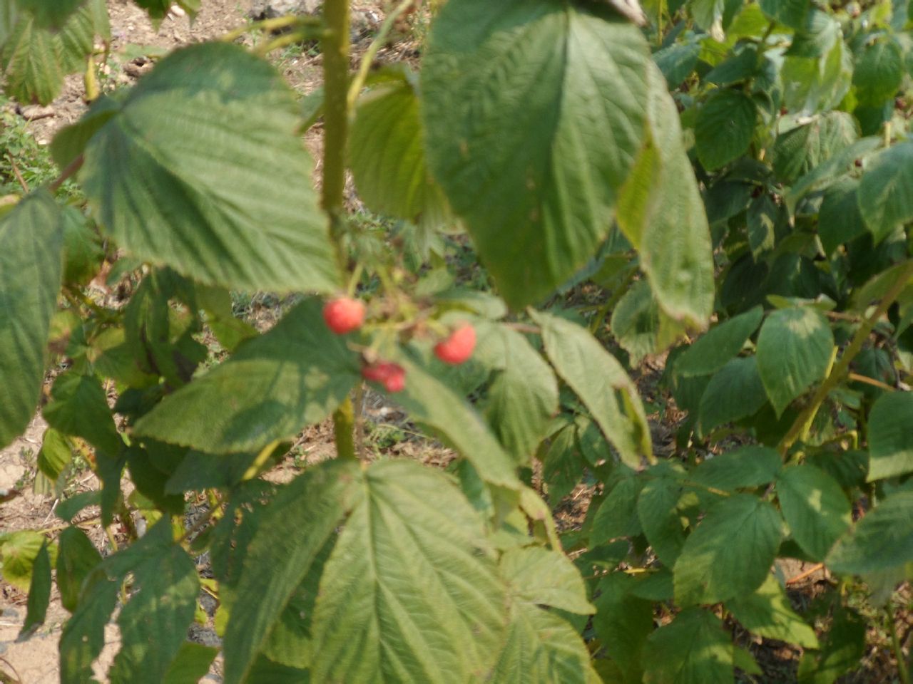 康紅村