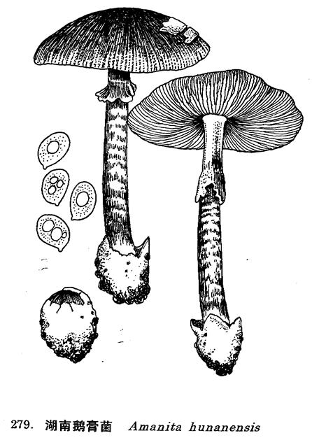 湖南鵝膏菌