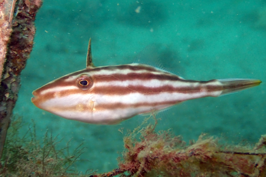 艾夫氏企鵝魚