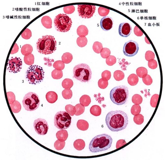 血漿血管性假血友病因子抗原