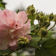 木芙蓉(木蕖)