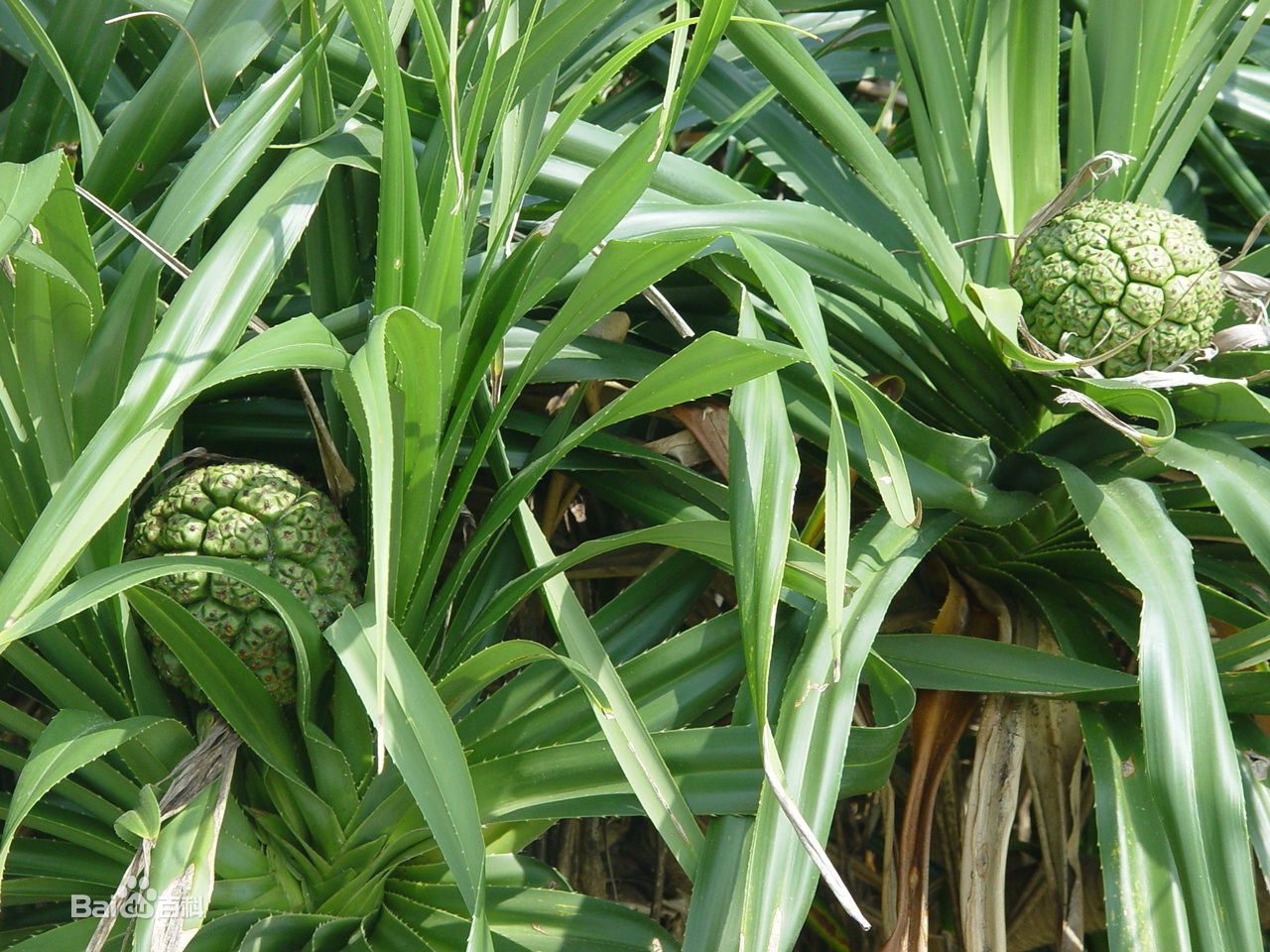 山鳳梨根(百合科植物蕎麥葉大百合的鱗莖)