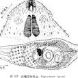 白鷺堅體吸蟲