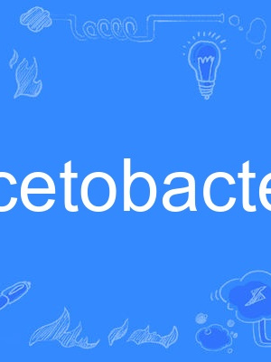 acetobacter