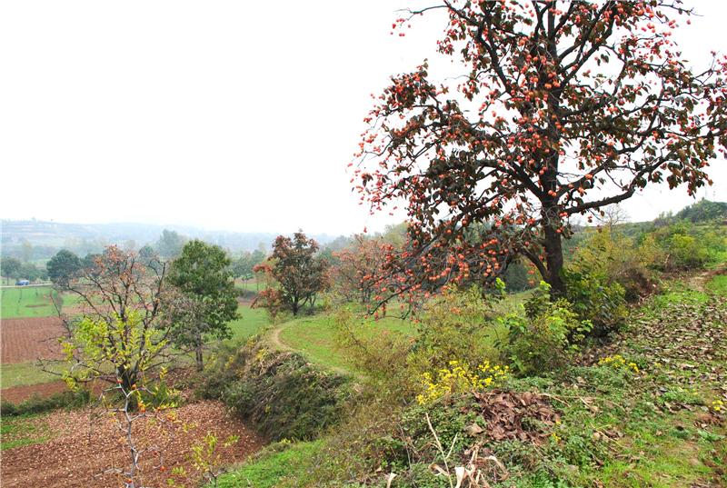 大寺村(大寺村簡介)