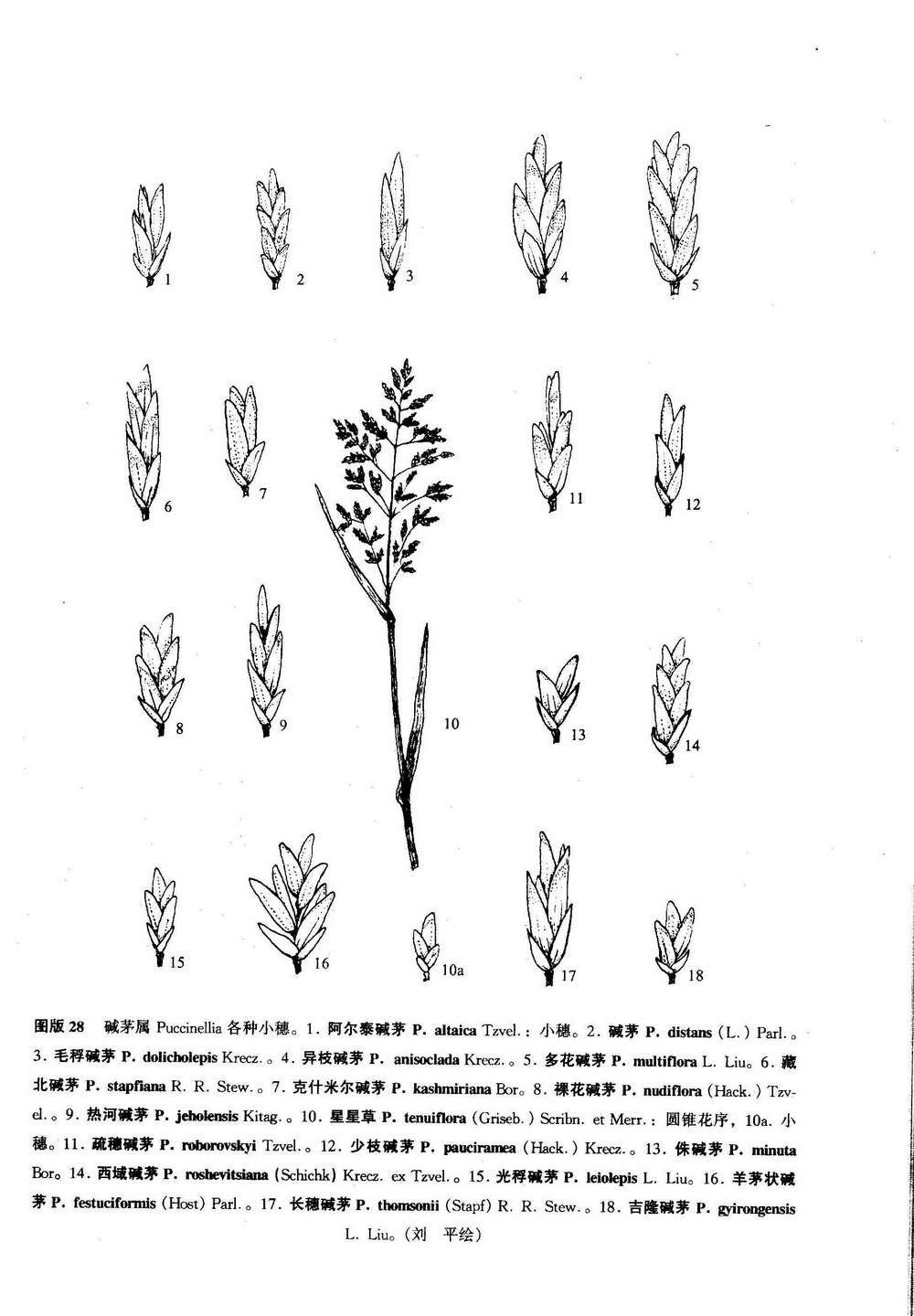 羊茅狀鹼茅