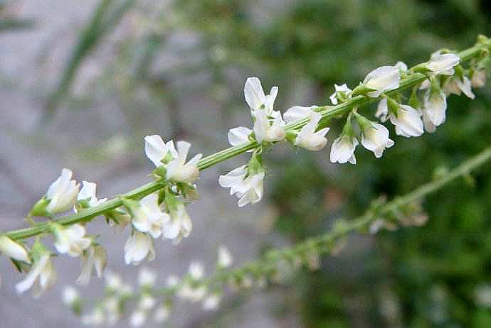 白花草木犀