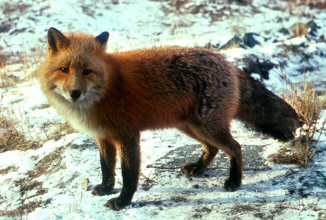 紅褐色赤狐-097