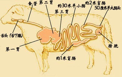 羊腸衣