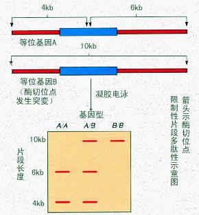 限制性片段長度多態性