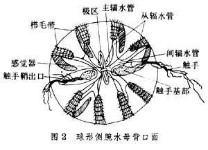 球櫛水母