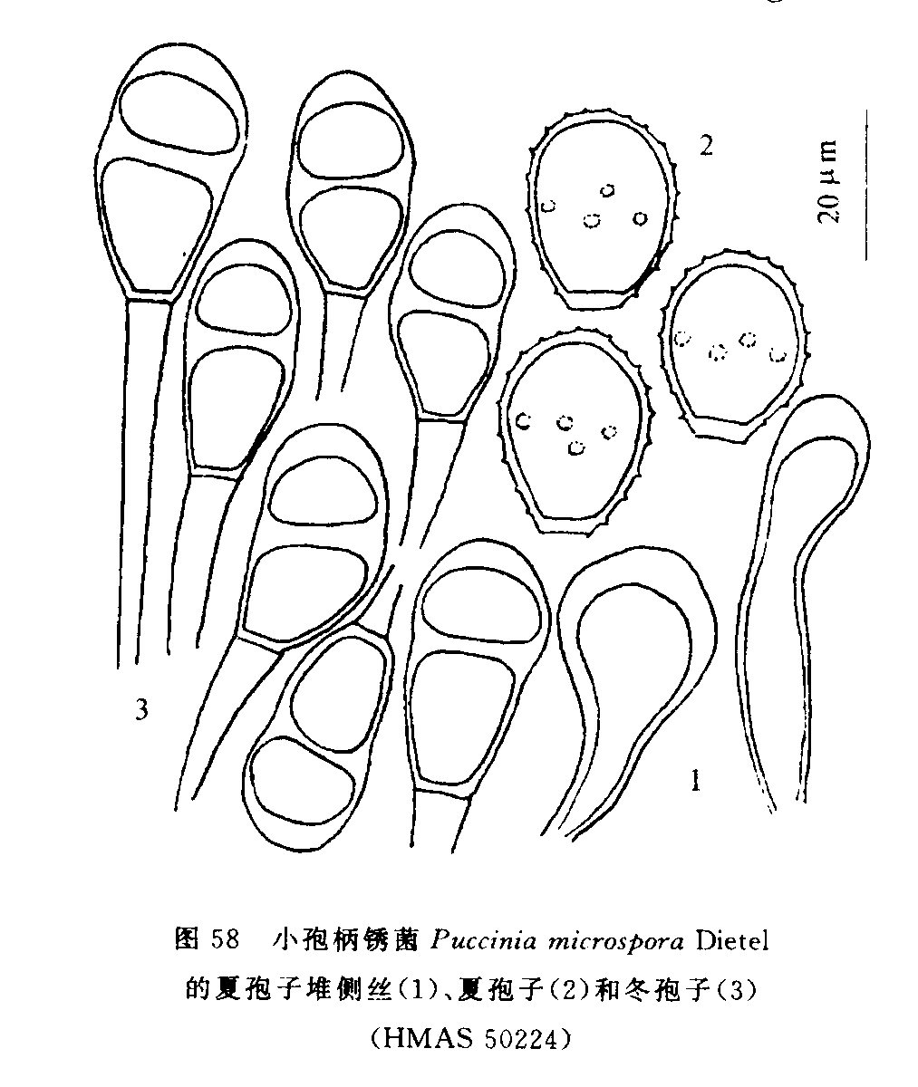 小孢柄鏽菌