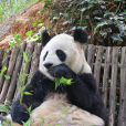 大熊貓美茜