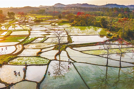 排岸村