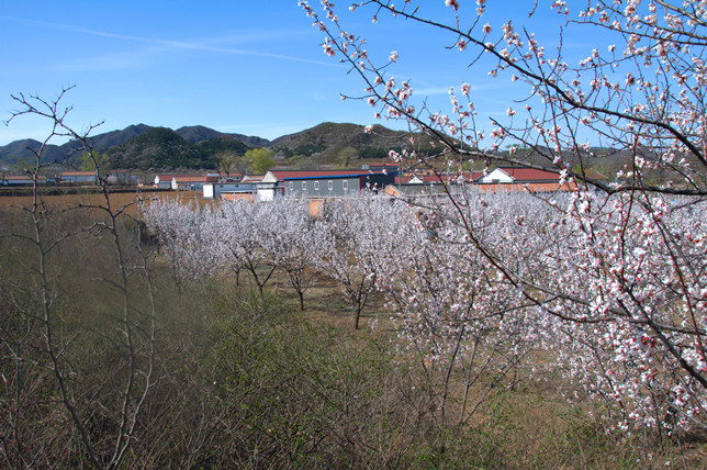 果樹園村