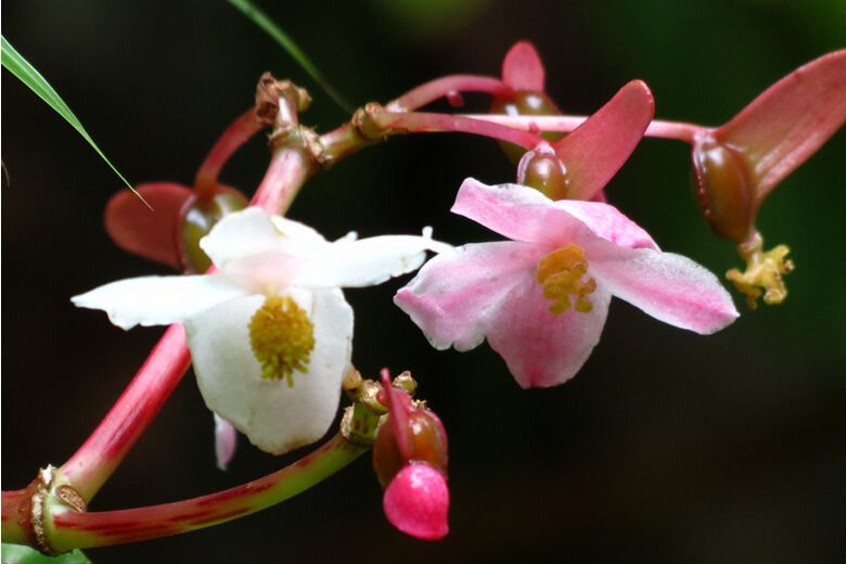 長翅秋海棠無性系1號