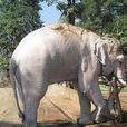 白象(大象的稀有品種)