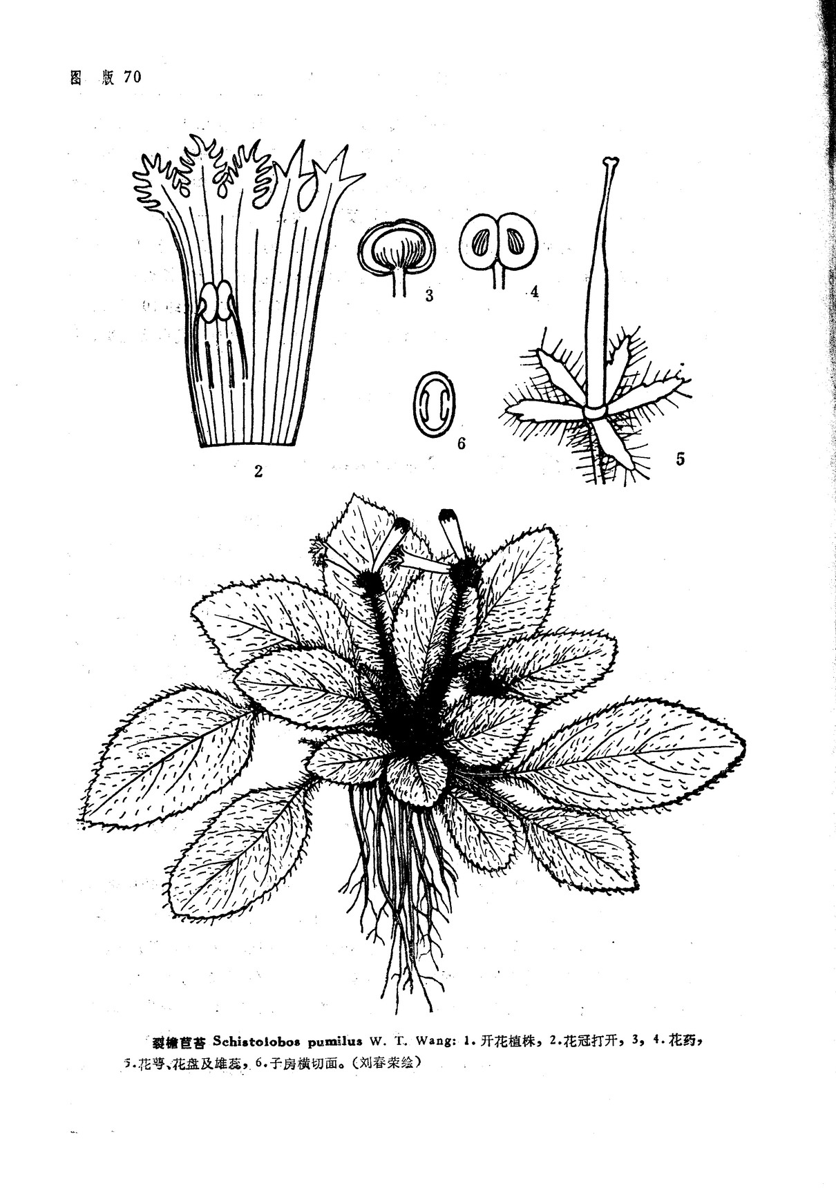 裂檐苣苔屬