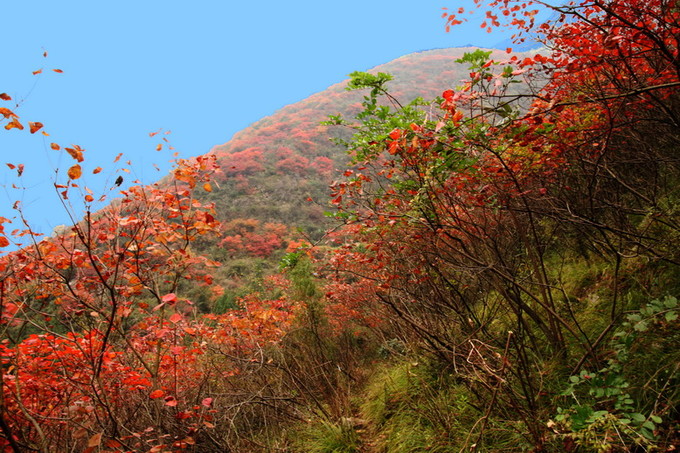 青石村(雲南富源縣中安鎮下轄村)