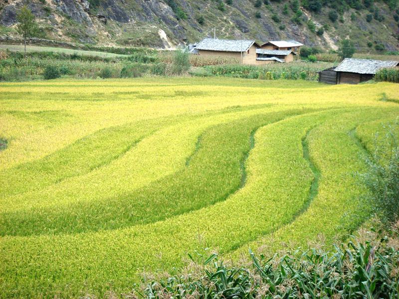 白草坪村(雲南省麗江寧蒗彝族自治縣寧利鄉白草坪村)