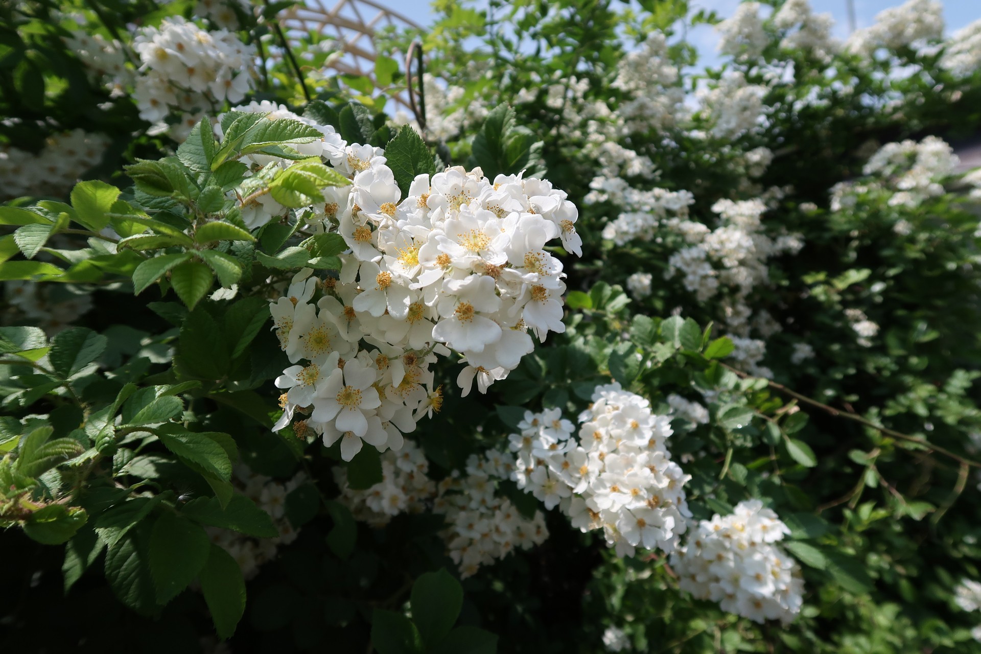 野薔薇