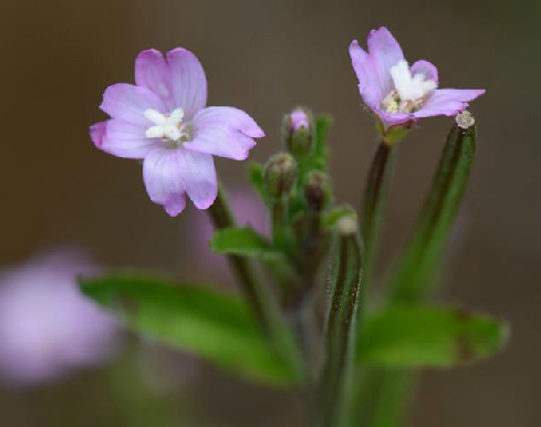 柳葉菜花