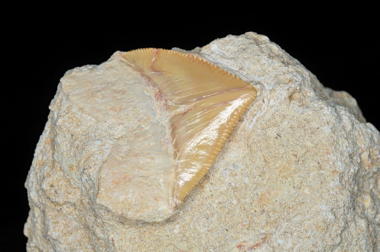 Squalicorax牙齒化石