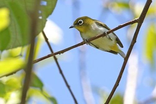 庫氏繡眼鳥