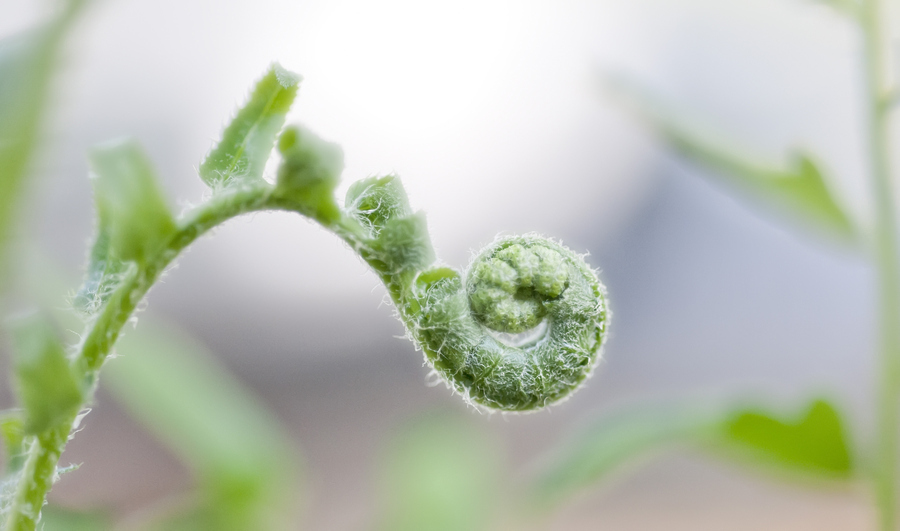 通江蕨菜的栽培與加工