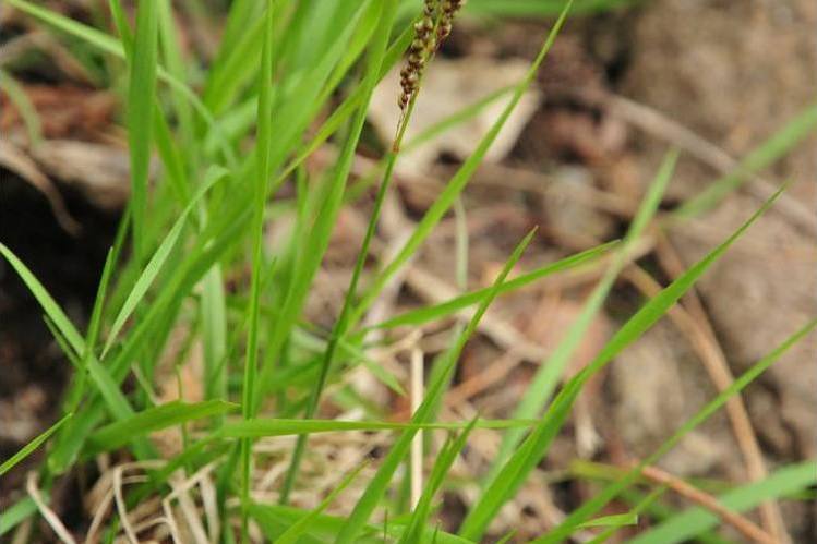 光尾稃草（變種）