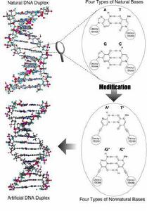 DNA