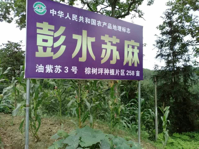 彭水蘇麻