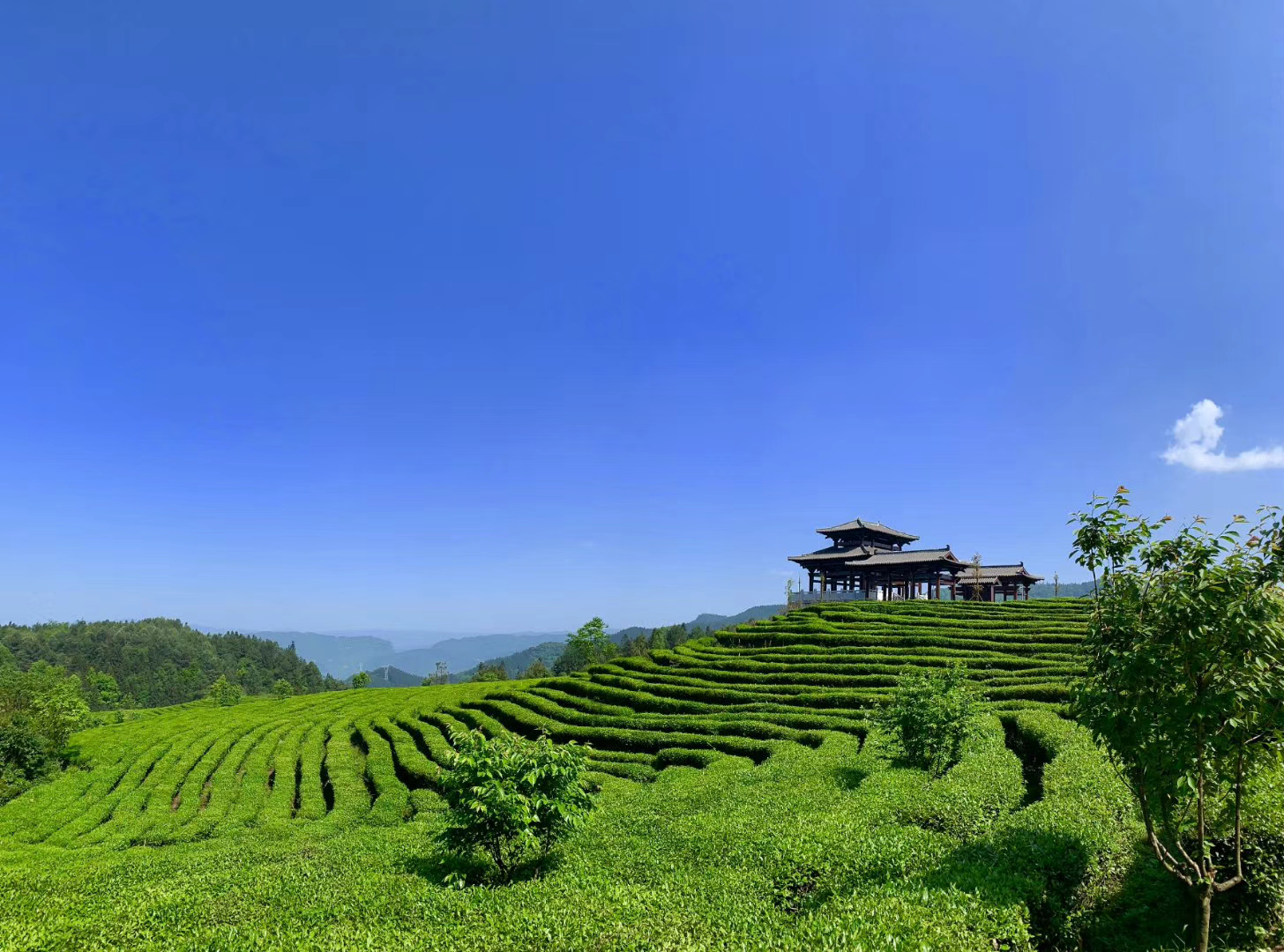 武隆高山茶