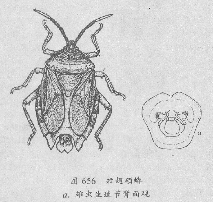 短翅碩蝽