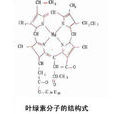 葉綠素