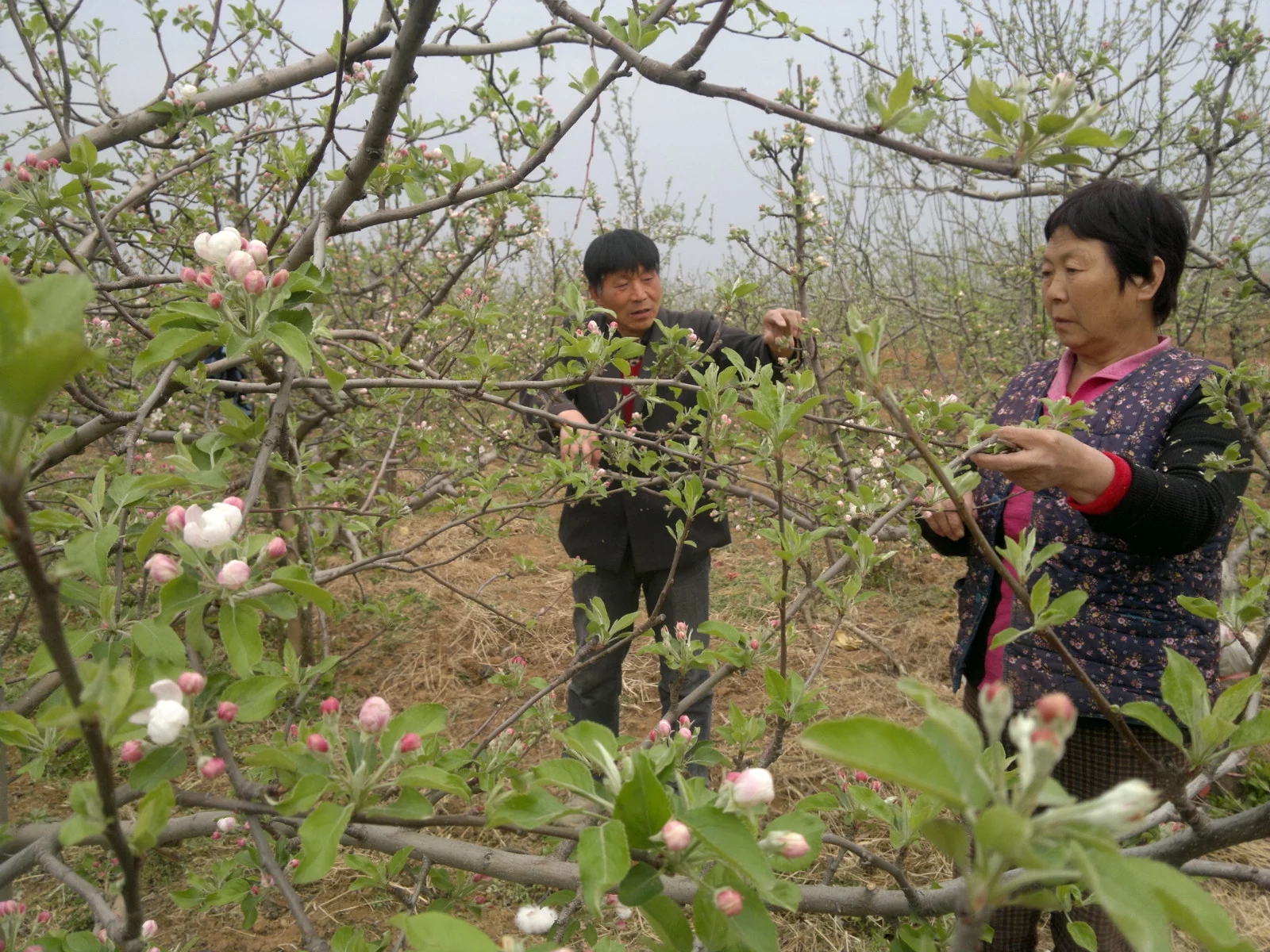 果樹管理 疏花疏果