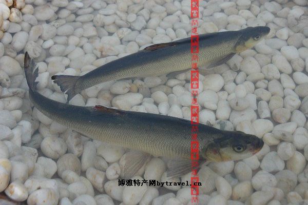 南灣湖鮊魚