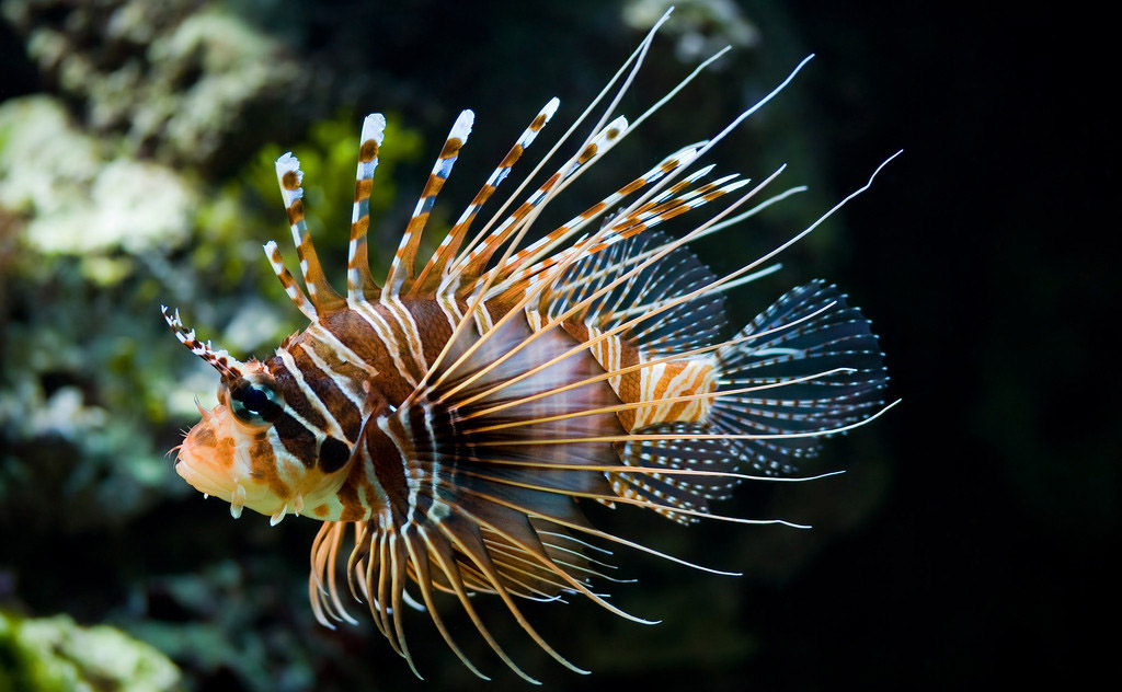 獅子魚(數碼品牌)