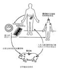 克氏假裸頭絛蟲病